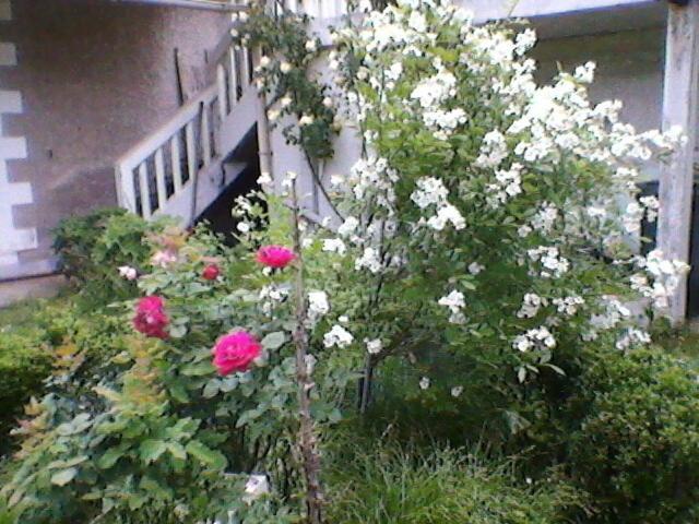 Un Paradis De Verdure En Plein Centre Ville Périgueux Exteriör bild